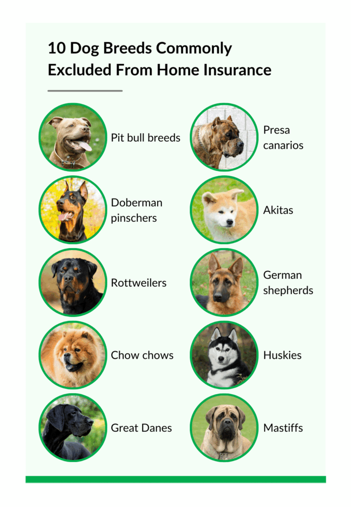 guide to pet related home insurance options