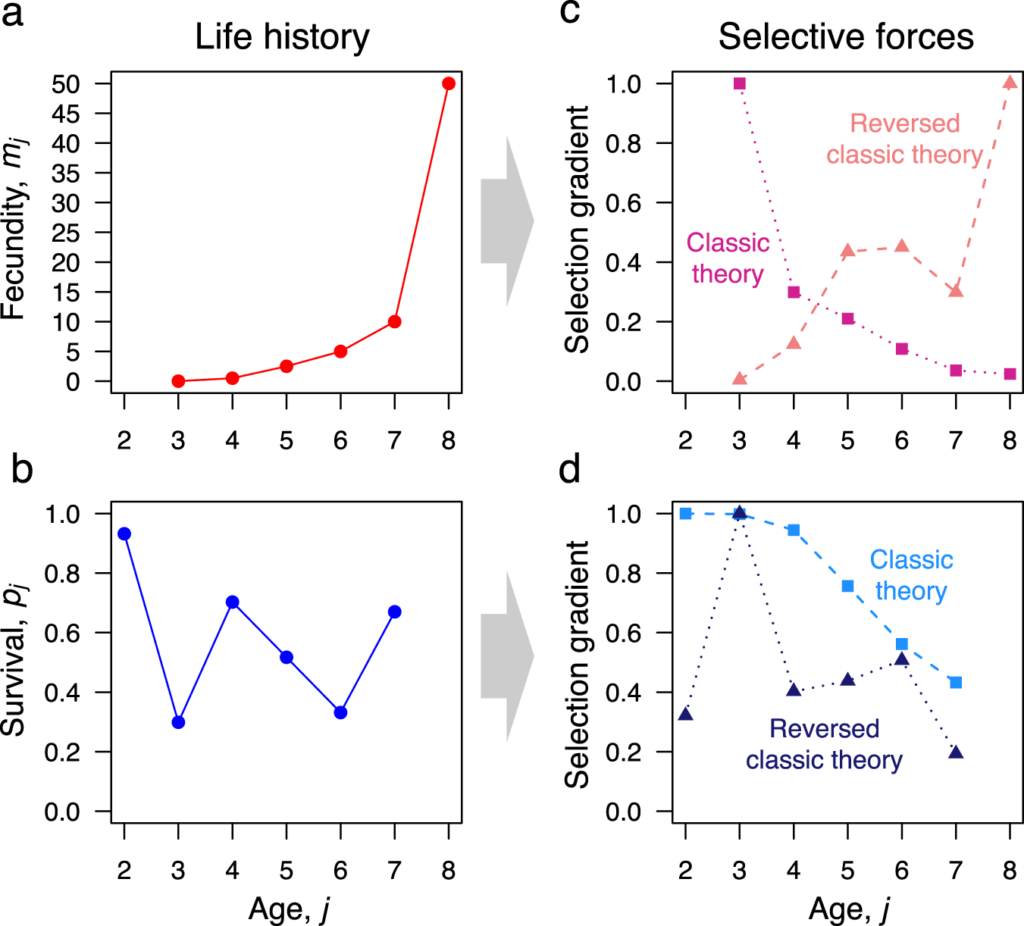 impact of age on selections