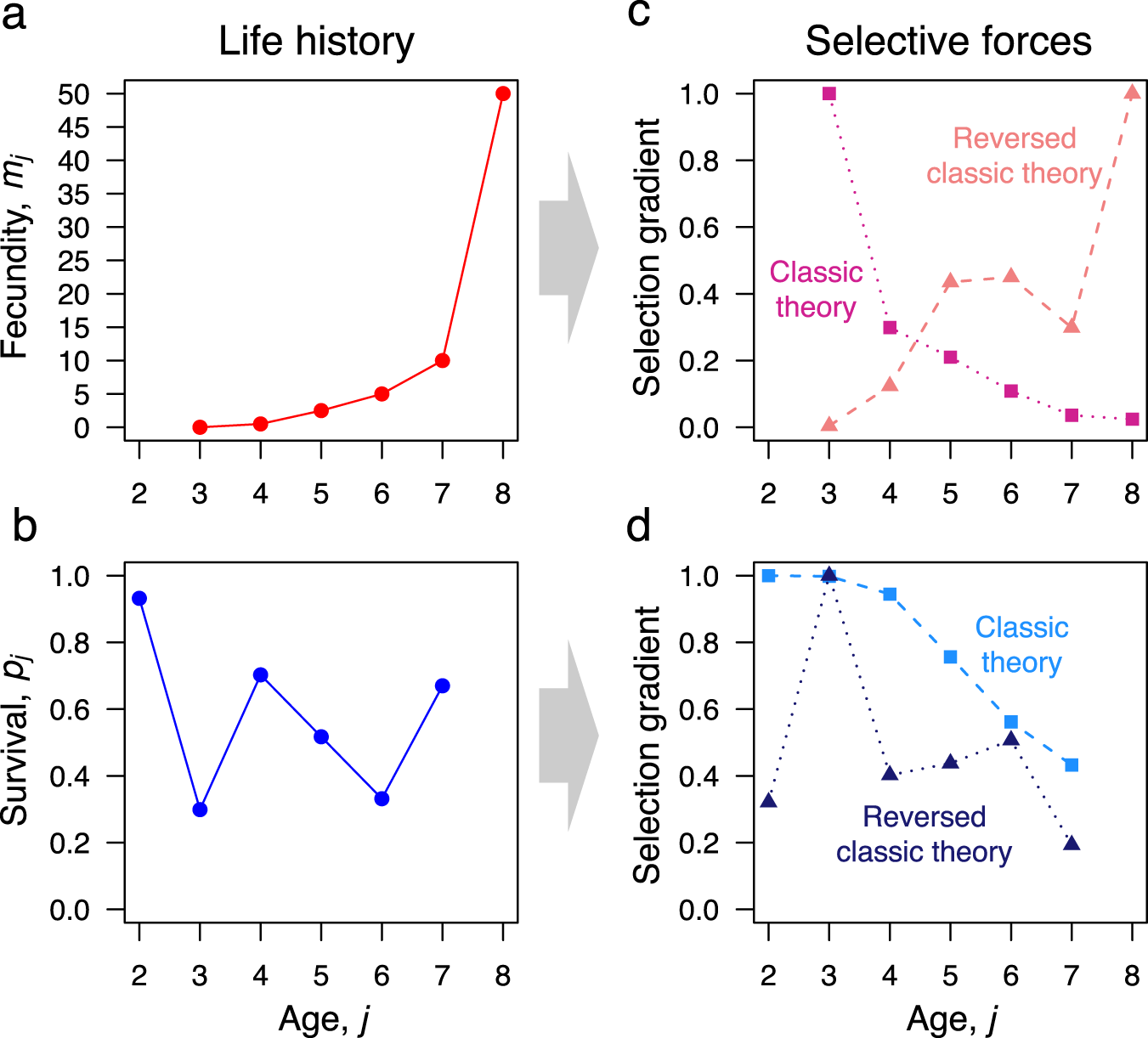 impact of age on selections